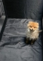 Померански шпиц , снимка 1