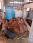 Пилета порода Тетра , снимка 1 - Кокошки и пуйки - 45265280