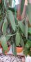 Ванилия, снимка 1 - Стайни растения - 45403056