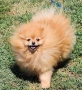 Мини мъжки померан , снимка 7