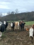 Крави и телета , снимка 2