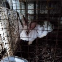 мъжки зайци заа тасмалък, снимка 3 - Други - 45439941