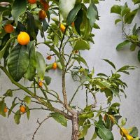 кумкуат, лимони и др. , снимка 1 - Градински цветя и растения - 45370807