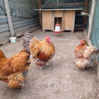 Пилета, снимка 4 - Кокошки и пуйки - 45775937
