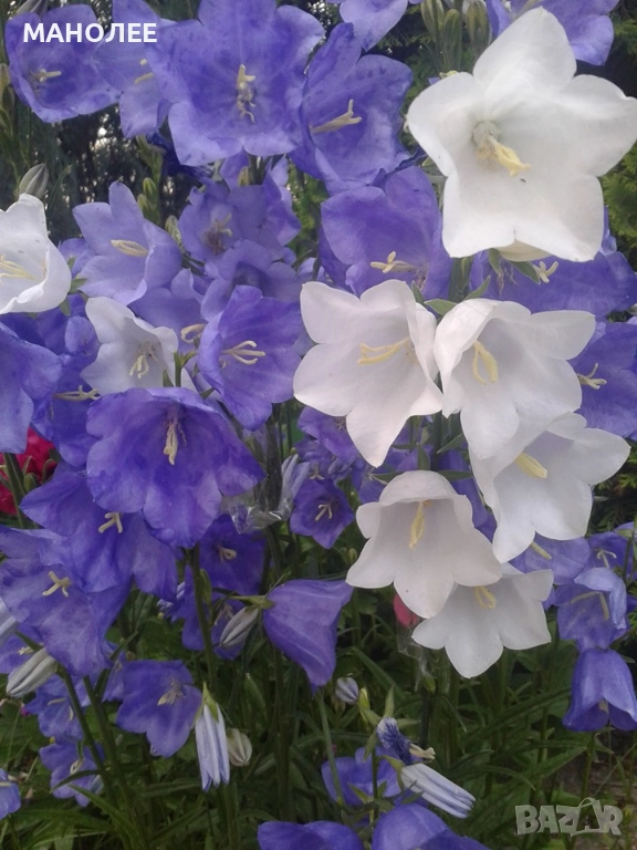 Камбанки, снимка 1