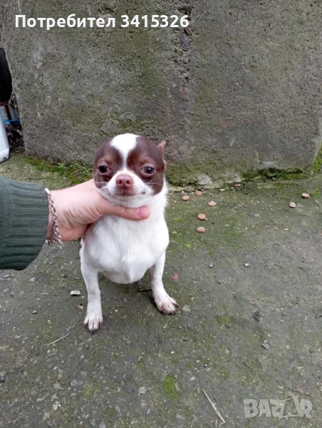 чихуахуа мъжко, снимка 1