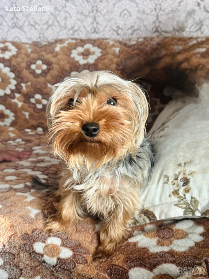 Продаваме мини йоркширски териер - Ая, снимка 1