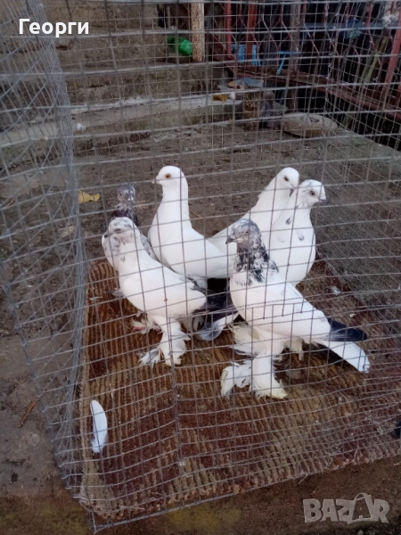 Гащати Унгарци , снимка 1