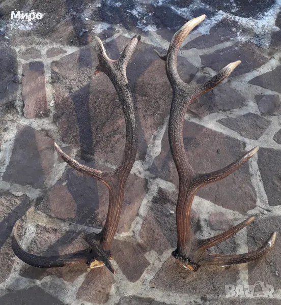 Рогa от благороден елен.Трофей., снимка 1