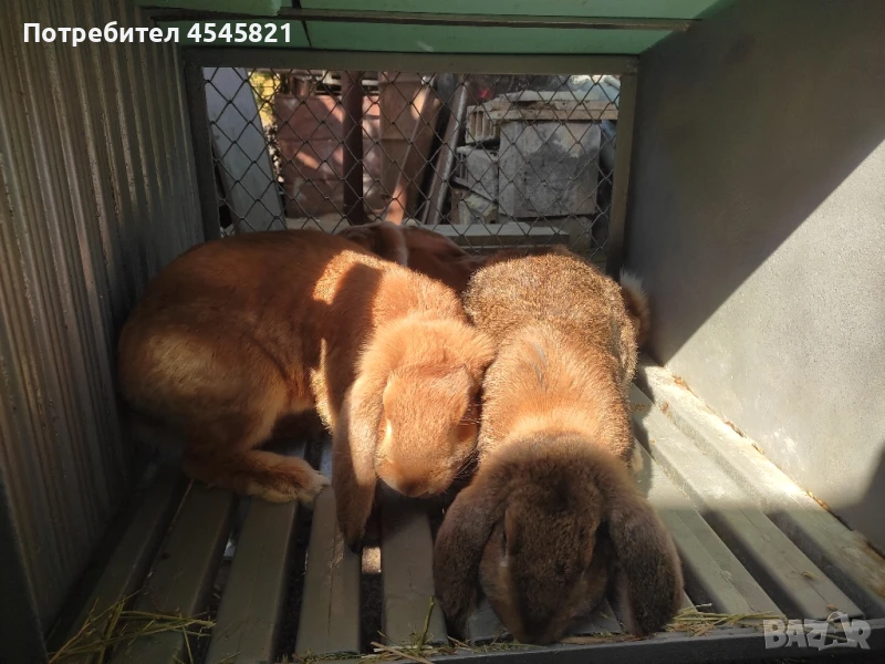 Зайци френски кочовати, снимка 1