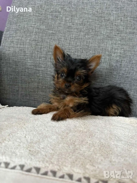 мини йорки/йоркширски териер , снимка 1