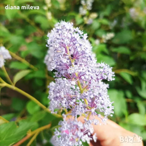 Калифорнийски люляк Хенри Дефозе,  Ceanothus 'Henry Defosee', снимка 1