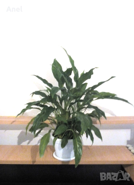 Красив голям Спатифилум / Лилия на мира + пулверизатор за пръскане на листата, снимка 1