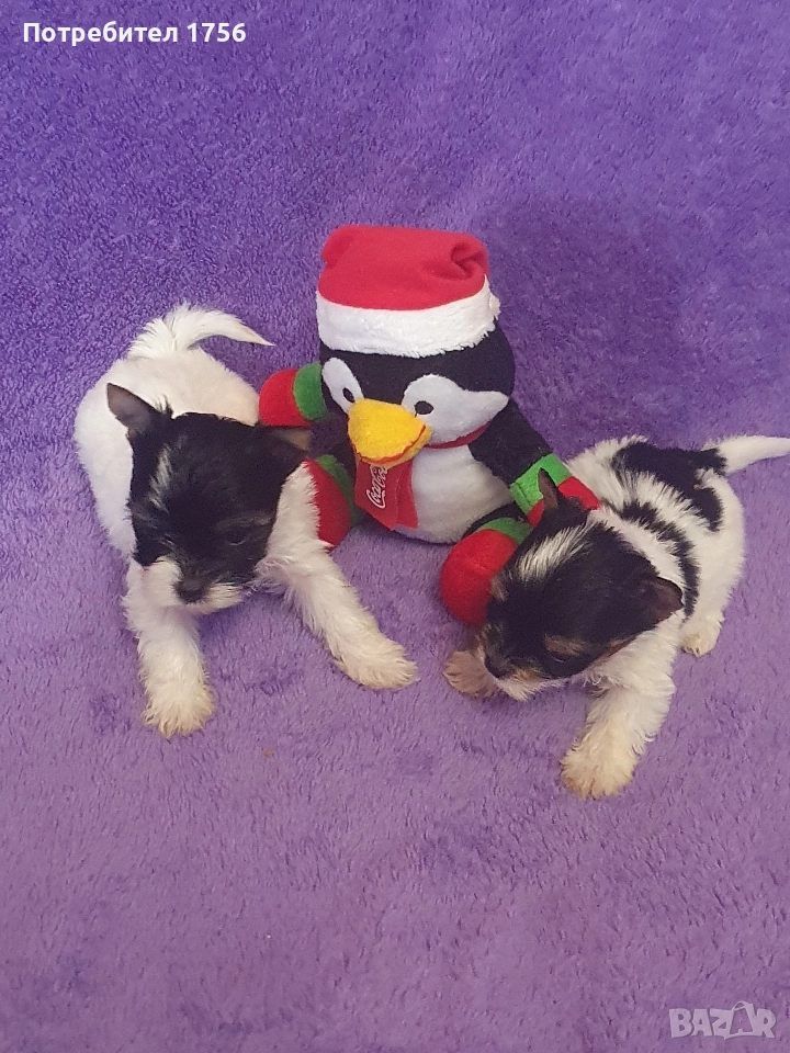 Бивер йорк, мини джудженца., снимка 1