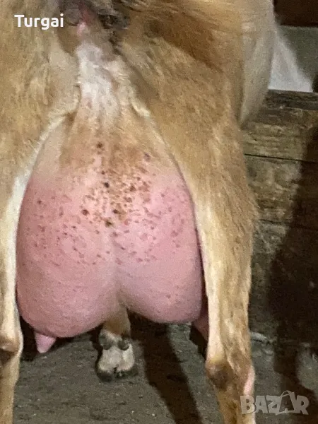 Продавам женски ярета, снимка 1