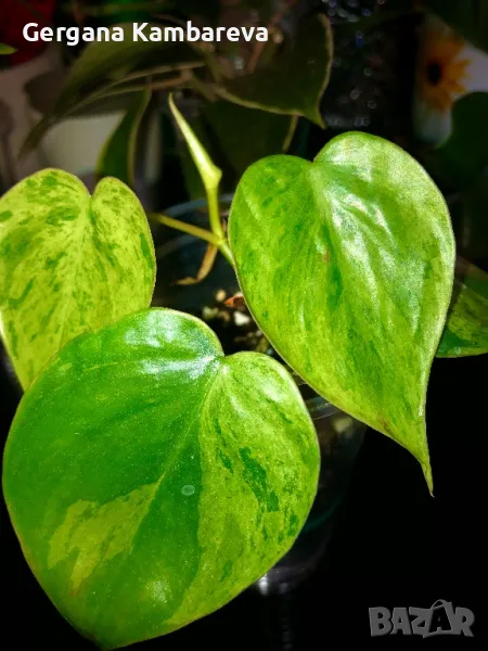 Philodendron oxycardium variegated , снимка 1