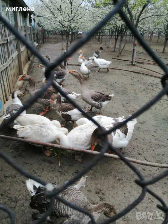 Продавам заплодени гъши яйца, снимка 1