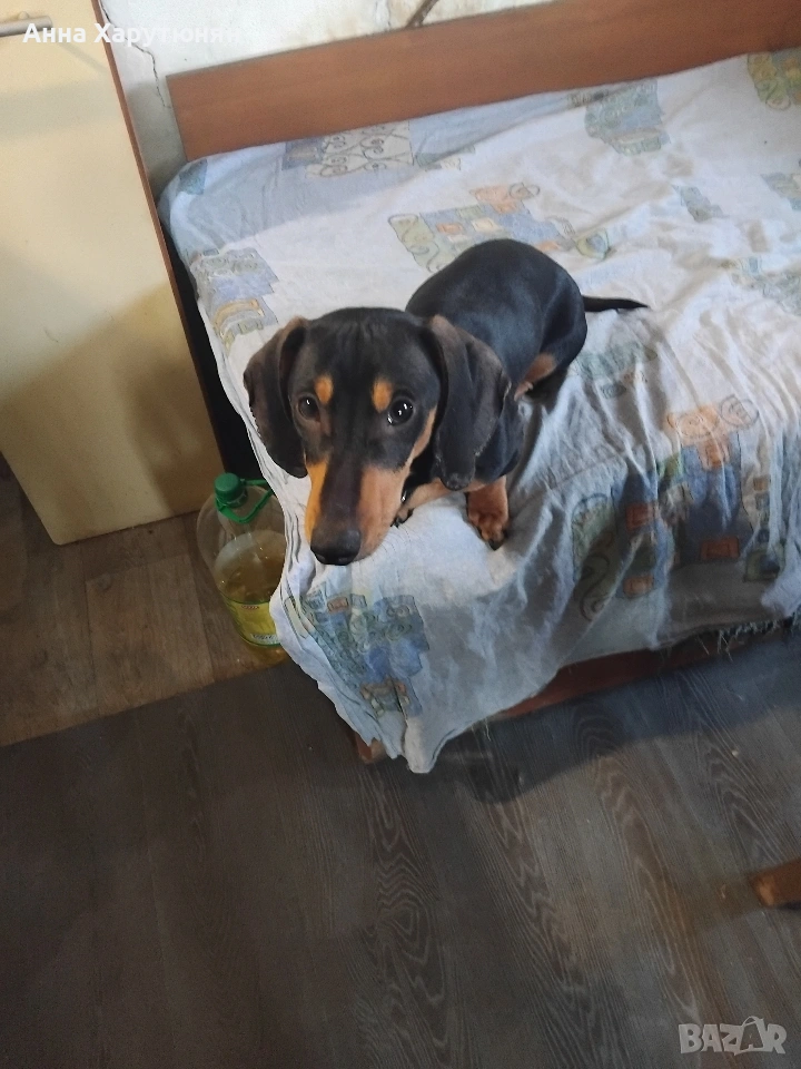 продавам едно мъжко дакелче, снимка 1