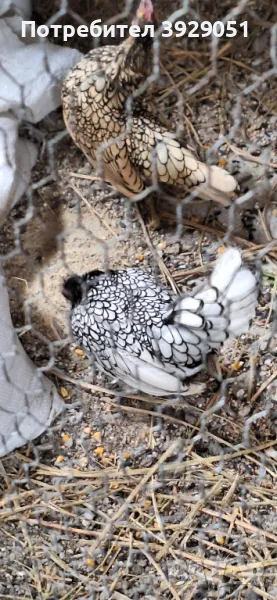 продавам зибрайт, снимка 1