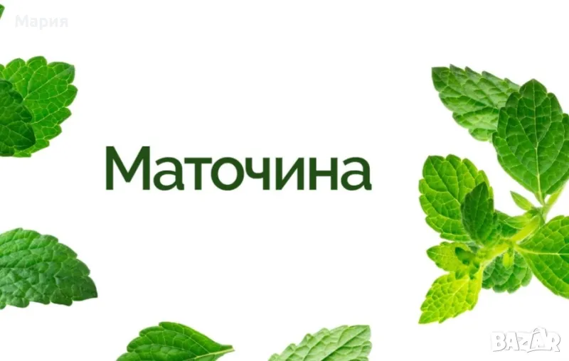 Маточина-за спокоен сън,против стрес,тревожност,за успокоение , снимка 1