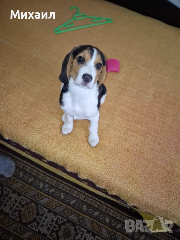 Продавам Бийгъл, снимка 5 - Бигъл - 53949058