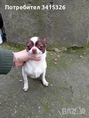 чихуахуа мъжко, снимка 1