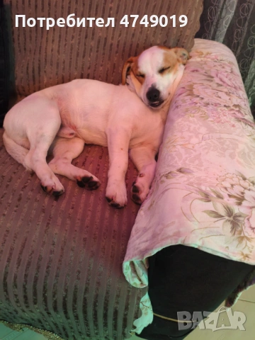 Подарявам, снимка 3 - Джак ръсел териер - 53628774