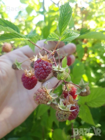 Разсад малини – Malling Promise, снимка 2 - Разсади - 49538549