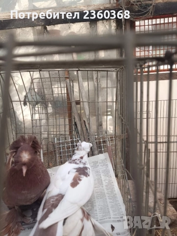 Динкеши и Бухари, снимка 2 - Гълъби - 52571617