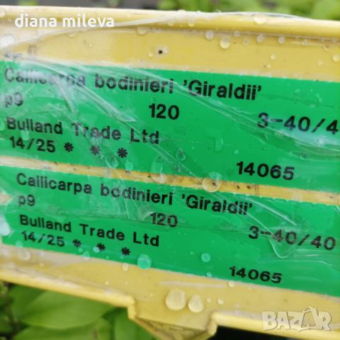 Каликарпа, Callicarpa Giraldii, снимка 8 - Градински цветя и растения - 43273700