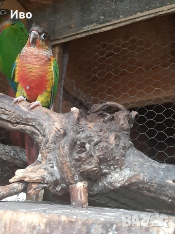 продавам пирури хипоксантия 