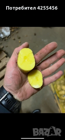 Продавам картофи , снимка 9 - Домашни продукти - 52225711