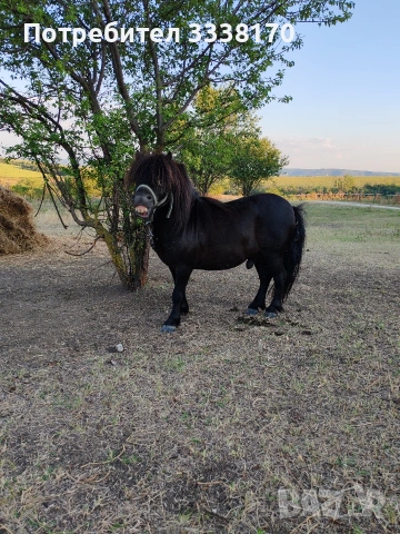 Пони, снимка 2 - Коне - 53913188