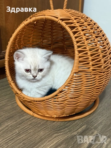 Колор пойнт коте 