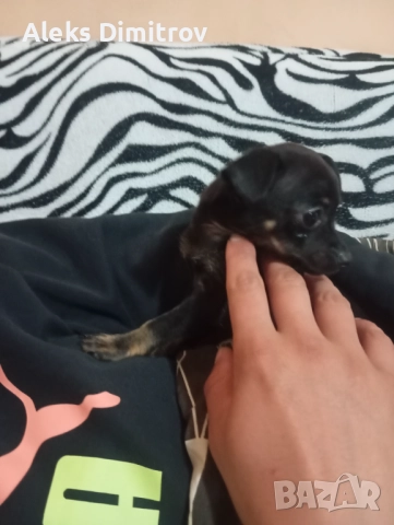 продавам чихопинчер , снимка 2 - Пинчер - 52583827