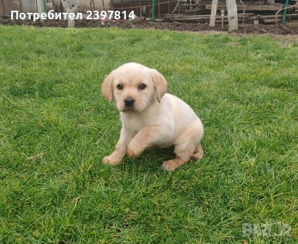 Лабрадор - женско , снимка 10 - Лабрадор ретривър - 53409226