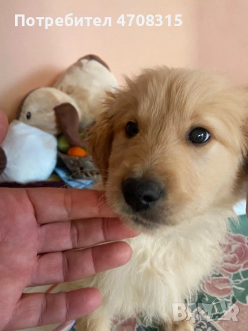 Голдън ретривър  момченце, снимка 3 - Голдън ретривър - 53689470