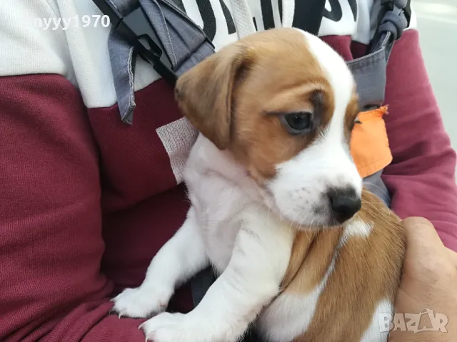 ДЖАК РЪСЕЛ-250лв 2404250934