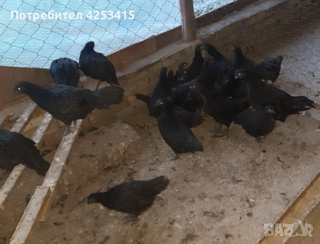 Аям Кемани на 2 и на 3 месеца , снимка 3 - други­ - 53878342