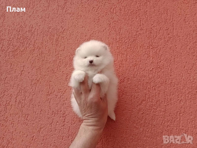 Померани.Реални снимки !, снимка 9 - Померан - 54049700