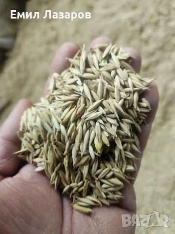 Овес,жито,третикале, снимка 2 - Коне - 51225144