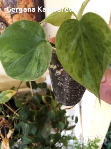 Philodendron oxycardium variegated , снимка 2 - Стайни растения - 47485607