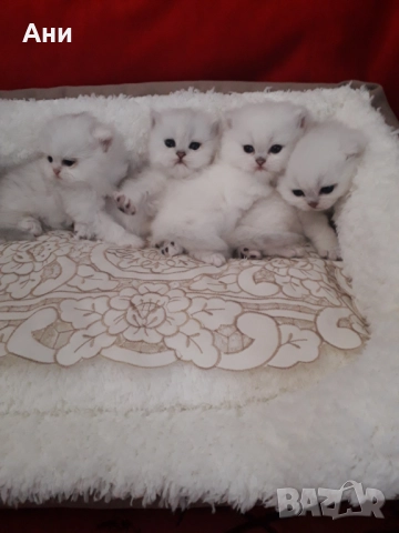 Котенца Мечта.Британски сребърни, снимка 2 - Британска късокосместа - 52203303