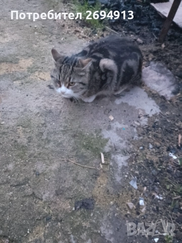 Подарявам котета, снимка 6 - За котки - 48368670