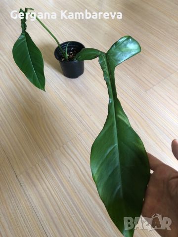 Philodendron Joepii, снимка 1