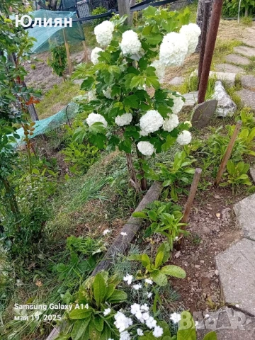 Снежна топка,Картоп,Калина , снимка 2 - Разсади - 50475641