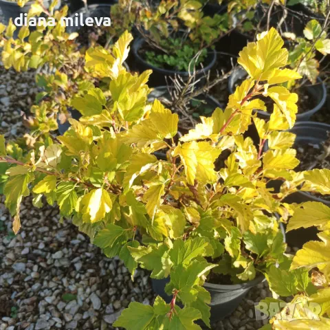 Физокарпус жълт, Physocarpus opulifolius ‘Dart’s Gold’, снимка 11 - Градински цветя и растения - 39879732