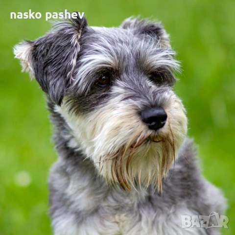 Продавам мъжки шнауцер с родословие , снимка 2 - Други - 53256706