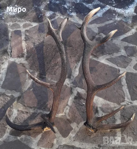 Рогa от благороден елен.Трофей.