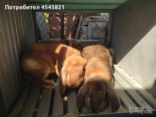 Зайци френски кочовати, снимка 1